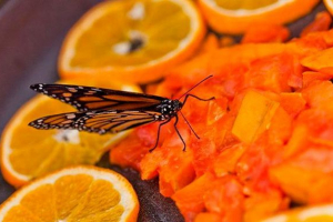 Što hraniti leptir, kako ih ispravno hraniti Što hraniti leptir, kako ih ispravno hraniti